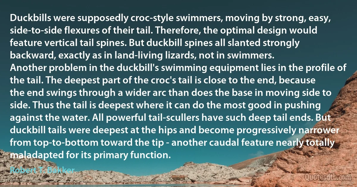 Duckbills were supposedly croc-style swimmers, moving by strong, easy, side-to-side flexures of their tail. Therefore, the optimal design would feature vertical tail spines. But duckbill spines all slanted strongly backward, exactly as in land-living lizards, not in swimmers.
Another problem in the duckbill's swimming equipment lies in the profile of the tail. The deepest part of the croc's tail is close to the end, because the end swings through a wider arc than does the base in moving side to side. Thus the tail is deepest where it can do the most good in pushing against the water. All powerful tail-scullers have such deep tail ends. But duckbill tails were deepest at the hips and become progressively narrower from top-to-bottom toward the tip - another caudal feature nearly totally maladapted for its primary function. (Robert T. Bakker)