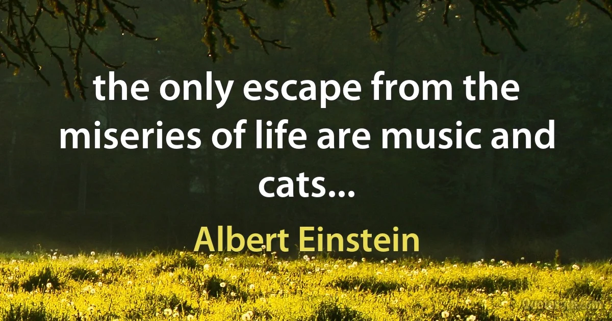 the only escape from the miseries of life are music and cats... (Albert Einstein)