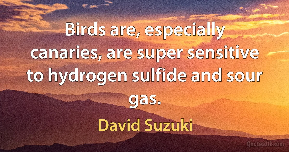 Birds are, especially canaries, are super sensitive to hydrogen sulfide and sour gas. (David Suzuki)