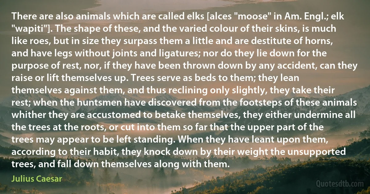 There are also animals which are called elks [alces "moose" in Am. Engl.; elk "wapiti"]. The shape of these, and the varied colour of their skins, is much like roes, but in size they surpass them a little and are destitute of horns, and have legs without joints and ligatures; nor do they lie down for the purpose of rest, nor, if they have been thrown down by any accident, can they raise or lift themselves up. Trees serve as beds to them; they lean themselves against them, and thus reclining only slightly, they take their rest; when the huntsmen have discovered from the footsteps of these animals whither they are accustomed to betake themselves, they either undermine all the trees at the roots, or cut into them so far that the upper part of the trees may appear to be left standing. When they have leant upon them, according to their habit, they knock down by their weight the unsupported trees, and fall down themselves along with them. (Julius Caesar)