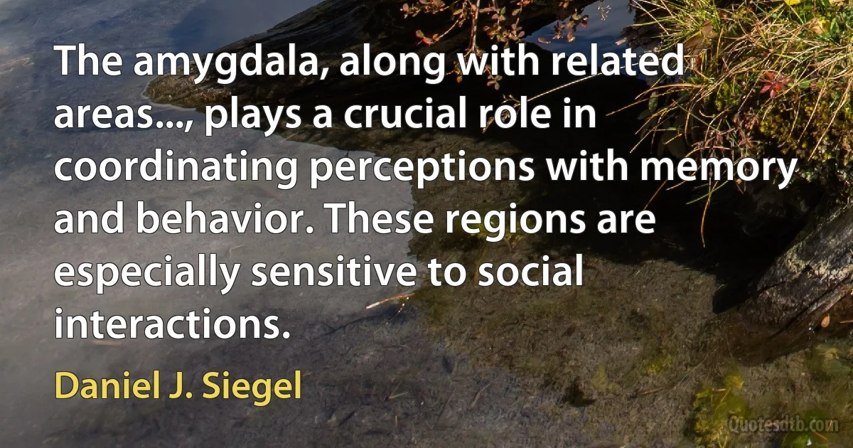 The amygdala, along with related areas..., plays a crucial role in coordinating perceptions with memory and behavior. These regions are especially sensitive to social interactions. (Daniel J. Siegel)