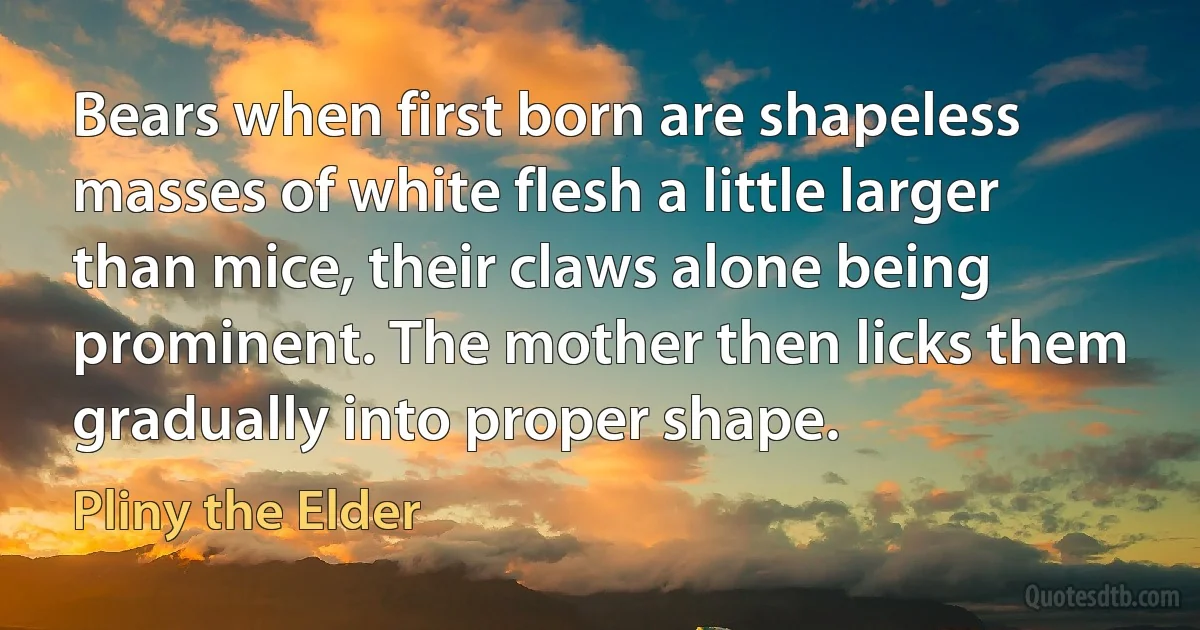 Bears when first born are shapeless masses of white flesh a little larger than mice, their claws alone being prominent. The mother then licks them gradually into proper shape. (Pliny the Elder)