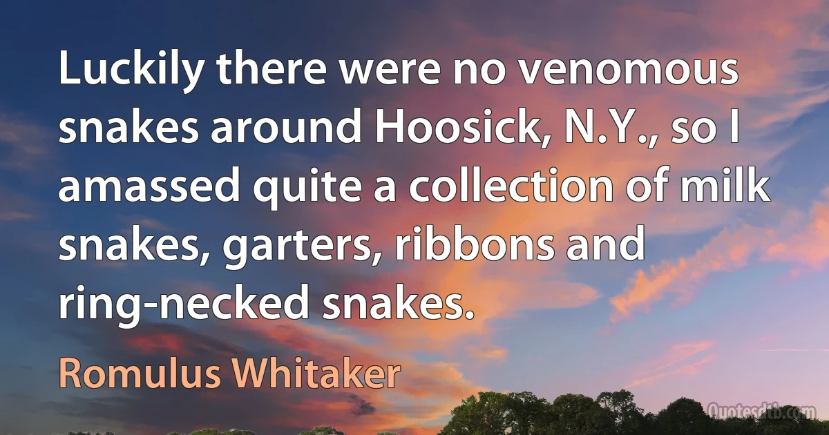 Luckily there were no venomous snakes around Hoosick, N.Y., so I amassed quite a collection of milk snakes, garters, ribbons and ring-necked snakes. (Romulus Whitaker)