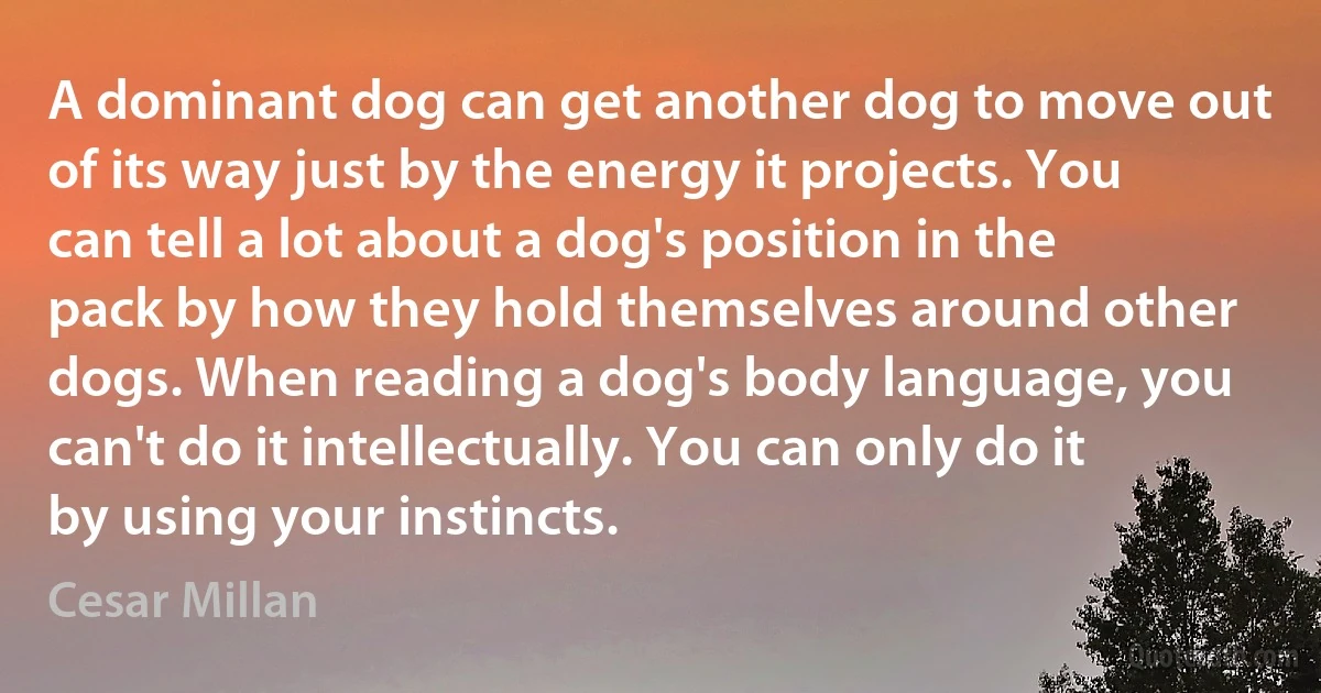 A dominant dog can get another dog to move out of its way just by the energy it projects. You can tell a lot about a dog's position in the pack by how they hold themselves around other dogs. When reading a dog's body language, you can't do it intellectually. You can only do it by using your instincts. (Cesar Millan)