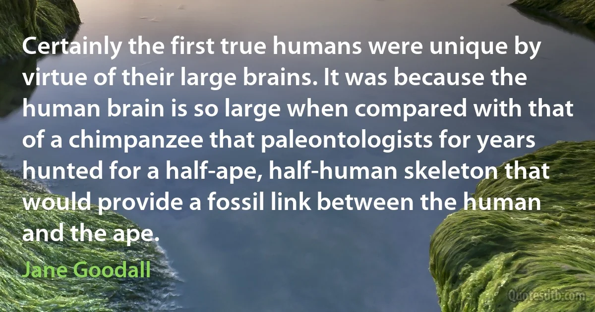 Certainly the first true humans were unique by virtue of their large brains. It was because the human brain is so large when compared with that of a chimpanzee that paleontologists for years hunted for a half-ape, half-human skeleton that would provide a fossil link between the human and the ape. (Jane Goodall)