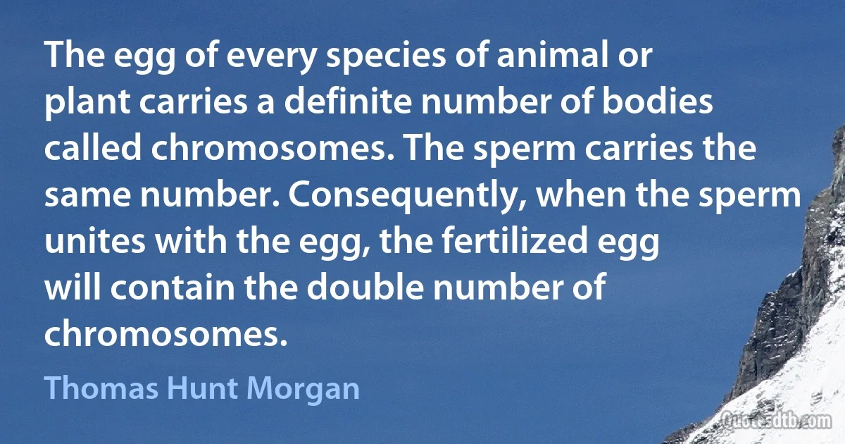 The egg of every species of animal or plant carries a definite number of bodies called chromosomes. The sperm carries the same number. Consequently, when the sperm unites with the egg, the fertilized egg will contain the double number of chromosomes. (Thomas Hunt Morgan)