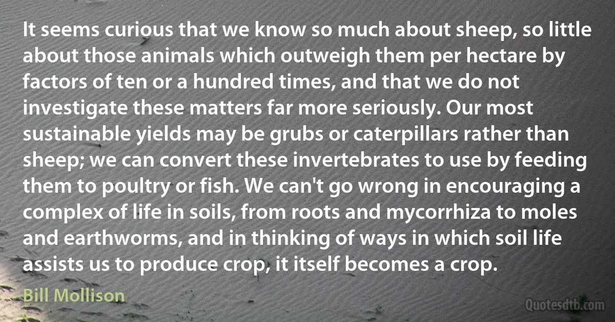 It seems curious that we know so much about sheep, so little about those animals which outweigh them per hectare by factors of ten or a hundred times, and that we do not investigate these matters far more seriously. Our most sustainable yields may be grubs or caterpillars rather than sheep; we can convert these invertebrates to use by feeding them to poultry or fish. We can't go wrong in encouraging a complex of life in soils, from roots and mycorrhiza to moles and earthworms, and in thinking of ways in which soil life assists us to produce crop, it itself becomes a crop. (Bill Mollison)