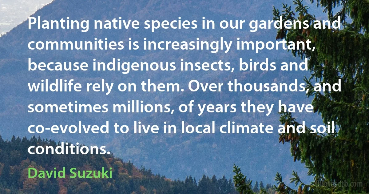 Planting native species in our gardens and communities is increasingly important, because indigenous insects, birds and wildlife rely on them. Over thousands, and sometimes millions, of years they have co-evolved to live in local climate and soil conditions. (David Suzuki)