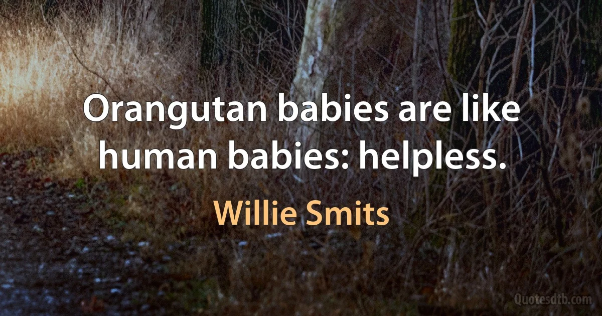 Orangutan babies are like human babies: helpless. (Willie Smits)