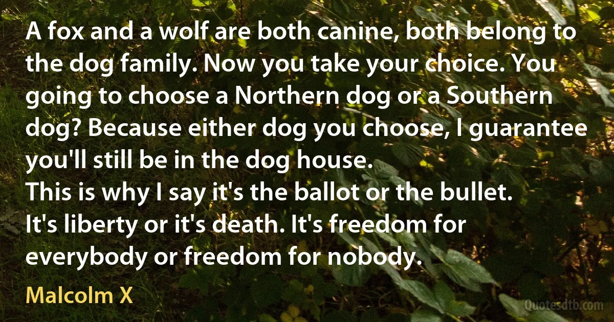 A fox and a wolf are both canine, both belong to the dog family. Now you take your choice. You going to choose a Northern dog or a Southern dog? Because either dog you choose, I guarantee you'll still be in the dog house.
This is why I say it's the ballot or the bullet. It's liberty or it's death. It's freedom for everybody or freedom for nobody. (Malcolm X)