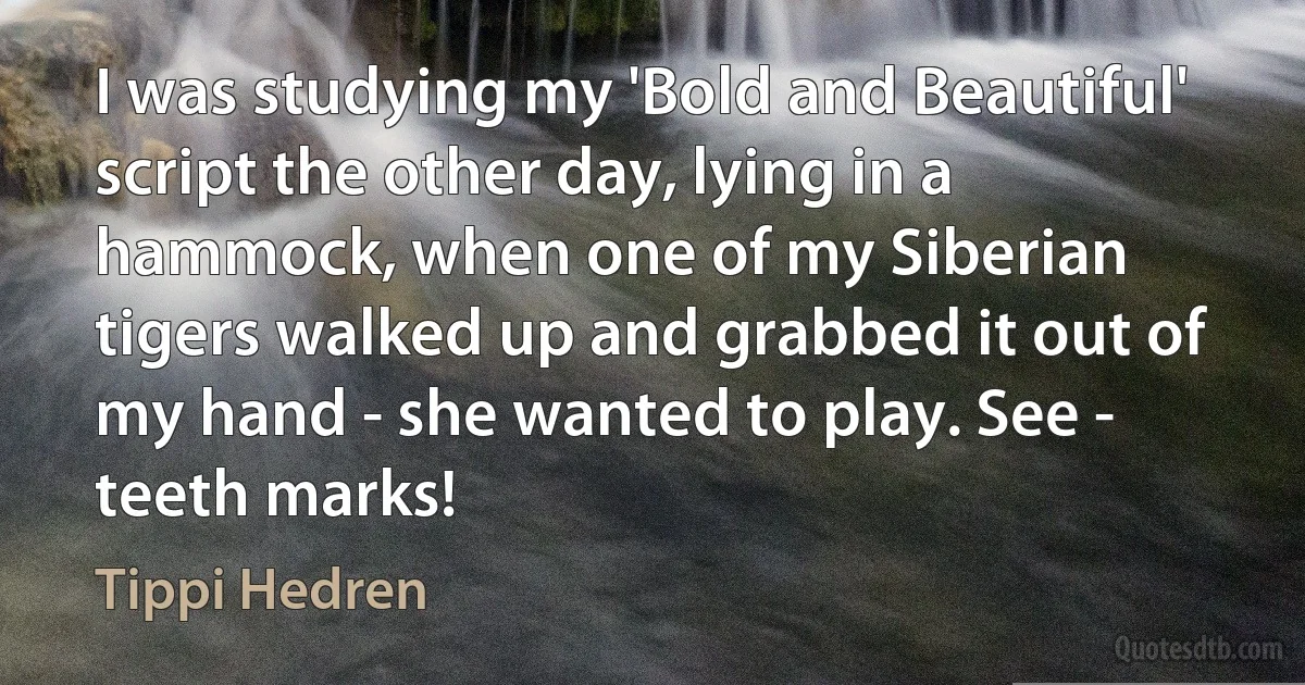 I was studying my 'Bold and Beautiful' script the other day, lying in a hammock, when one of my Siberian tigers walked up and grabbed it out of my hand - she wanted to play. See - teeth marks! (Tippi Hedren)