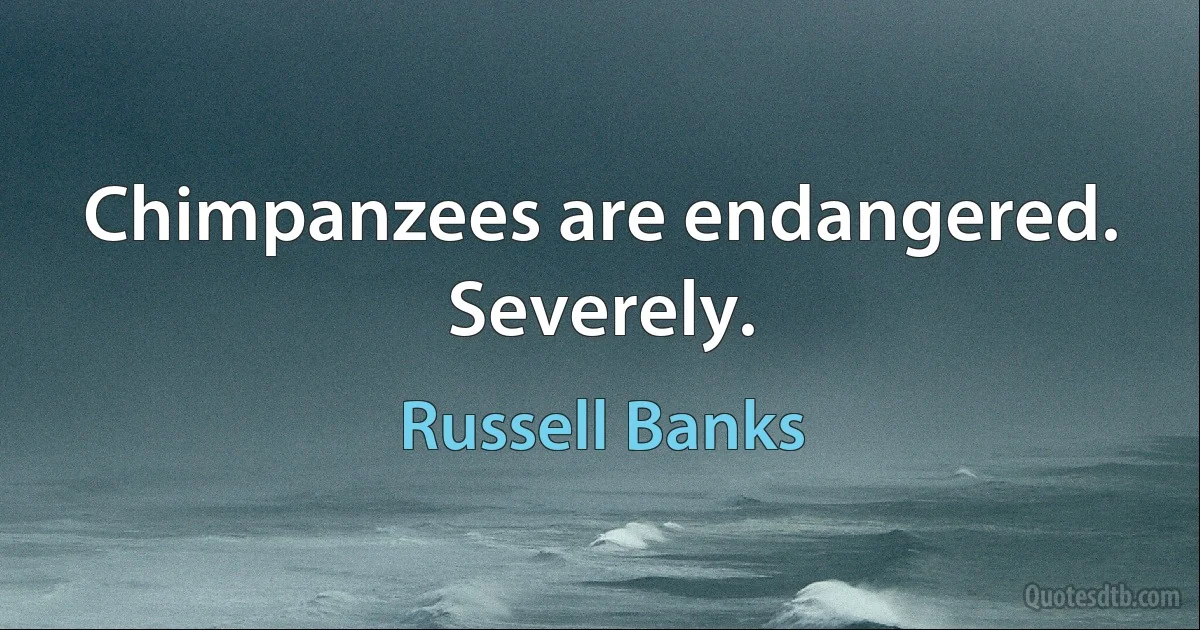 Chimpanzees are endangered. Severely. (Russell Banks)