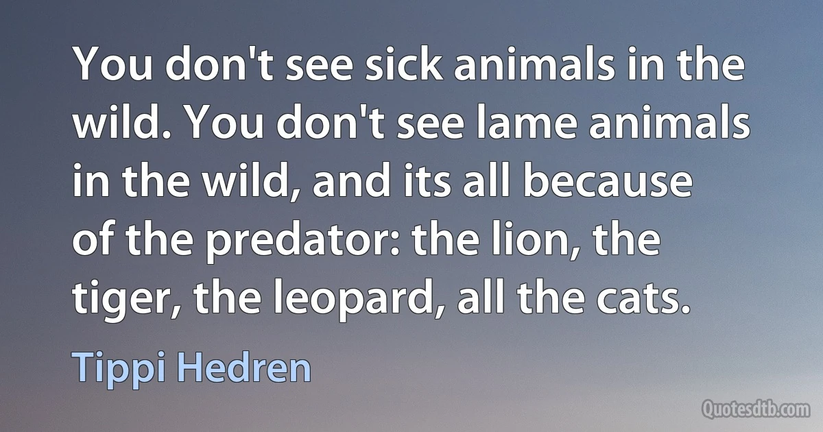 You don't see sick animals in the wild. You don't see lame animals in the wild, and its all because of the predator: the lion, the tiger, the leopard, all the cats. (Tippi Hedren)