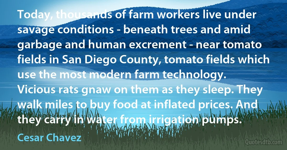 Today, thousands of farm workers live under savage conditions - beneath trees and amid garbage and human excrement - near tomato fields in San Diego County, tomato fields which use the most modern farm technology.
Vicious rats gnaw on them as they sleep. They walk miles to buy food at inflated prices. And they carry in water from irrigation pumps. (Cesar Chavez)