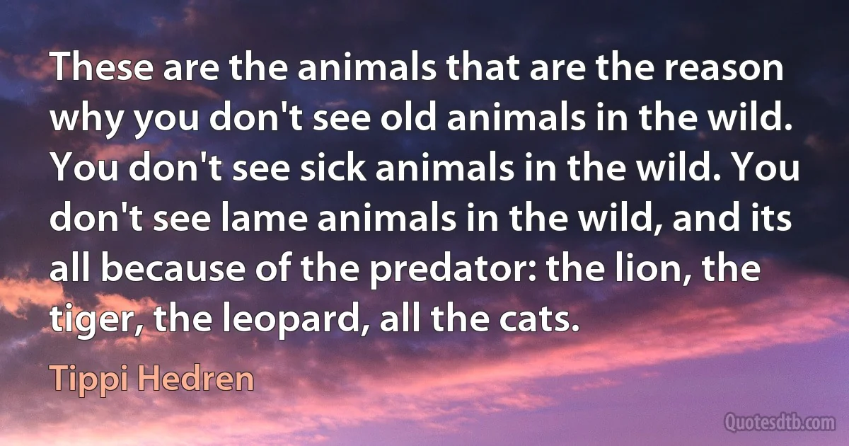 These are the animals that are the reason why you don't see old animals in the wild. You don't see sick animals in the wild. You don't see lame animals in the wild, and its all because of the predator: the lion, the tiger, the leopard, all the cats. (Tippi Hedren)