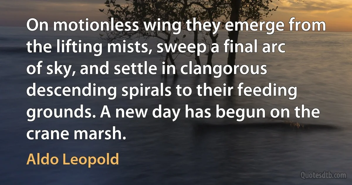 On motionless wing they emerge from the lifting mists, sweep a final arc of sky, and settle in clangorous descending spirals to their feeding grounds. A new day has begun on the crane marsh. (Aldo Leopold)