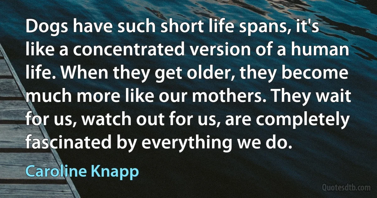 Dogs have such short life spans, it's like a concentrated version of a human life. When they get older, they become much more like our mothers. They wait for us, watch out for us, are completely fascinated by everything we do. (Caroline Knapp)