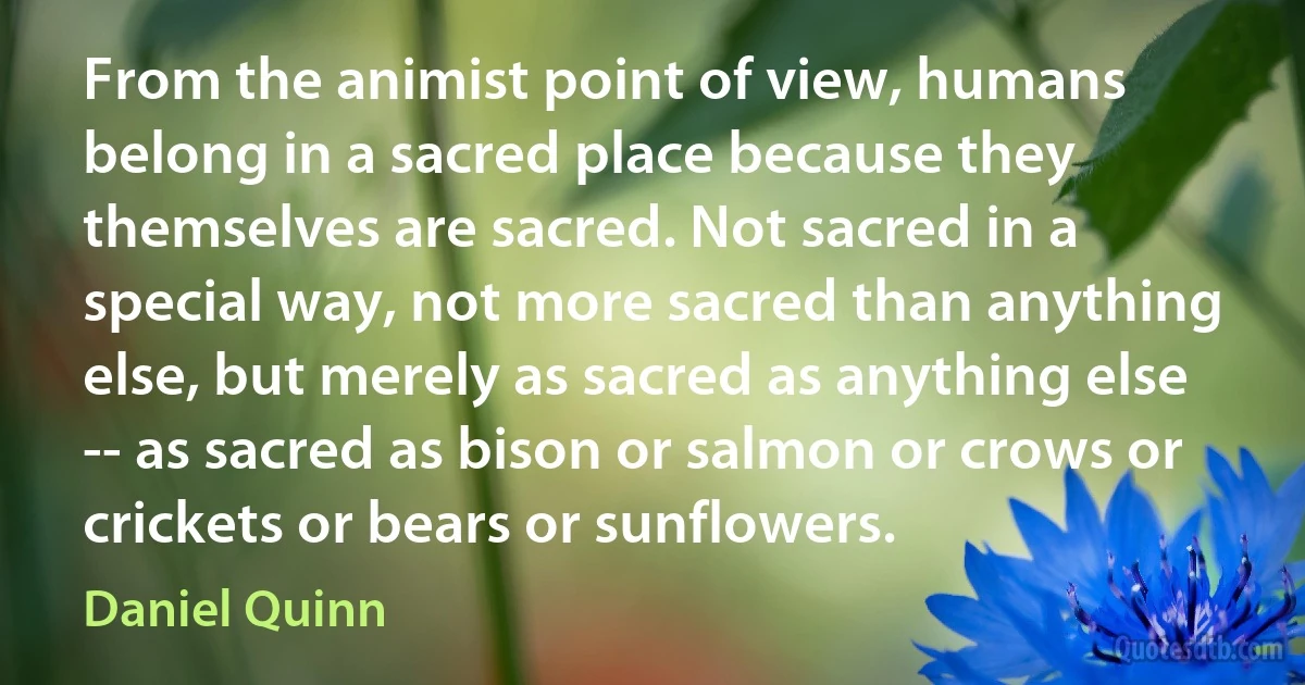 From the animist point of view, humans belong in a sacred place because they themselves are sacred. Not sacred in a special way, not more sacred than anything else, but merely as sacred as anything else -- as sacred as bison or salmon or crows or crickets or bears or sunflowers. (Daniel Quinn)