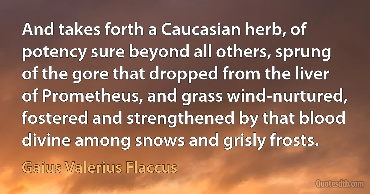 And takes forth a Caucasian herb, of potency sure beyond all others, sprung of the gore that dropped from the liver of Prometheus, and grass wind-nurtured, fostered and strengthened by that blood divine among snows and grisly frosts. (Gaius Valerius Flaccus)