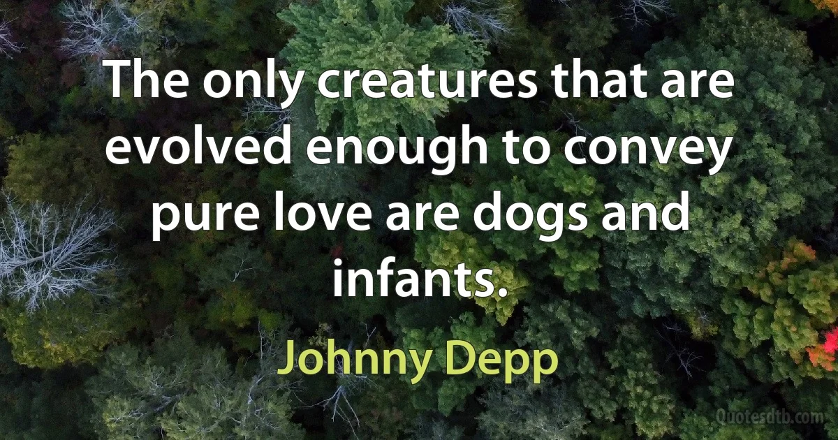 The only creatures that are evolved enough to convey pure love are dogs and infants. (Johnny Depp)