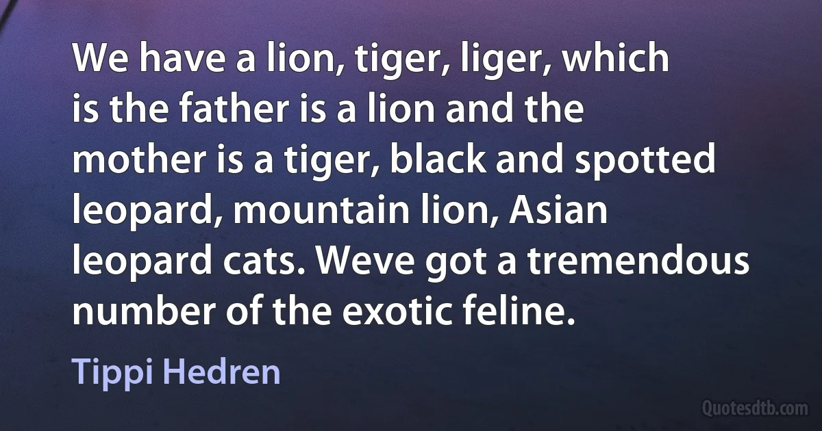 We have a lion, tiger, liger, which is the father is a lion and the mother is a tiger, black and spotted leopard, mountain lion, Asian leopard cats. Weve got a tremendous number of the exotic feline. (Tippi Hedren)