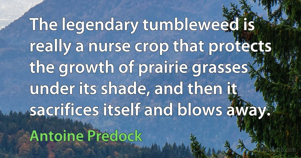 The legendary tumbleweed is really a nurse crop that protects the growth of prairie grasses under its shade, and then it sacrifices itself and blows away. (Antoine Predock)