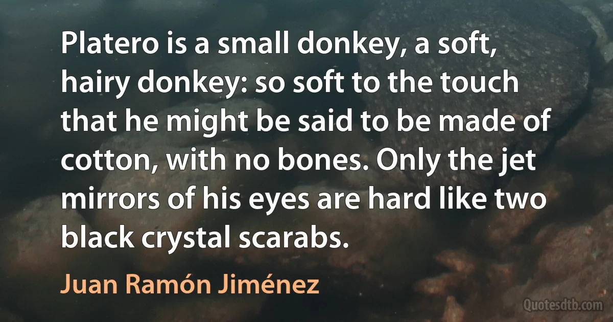 Platero is a small donkey, a soft, hairy donkey: so soft to the touch that he might be said to be made of cotton, with no bones. Only the jet mirrors of his eyes are hard like two black crystal scarabs. (Juan Ramón Jiménez)