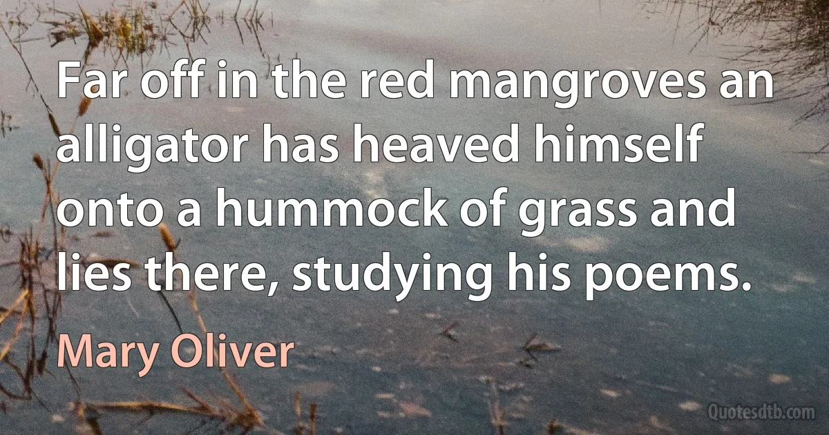 Far off in the red mangroves an alligator has heaved himself onto a hummock of grass and lies there, studying his poems. (Mary Oliver)