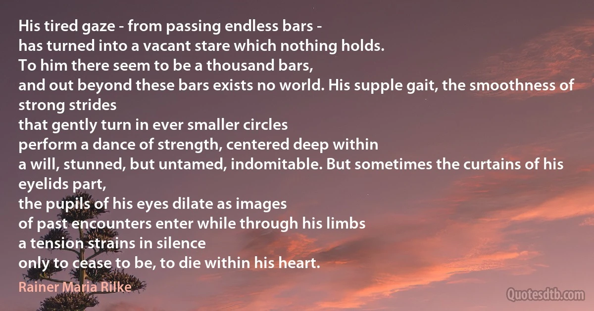 His tired gaze - from passing endless bars -
has turned into a vacant stare which nothing holds.
To him there seem to be a thousand bars,
and out beyond these bars exists no world. His supple gait, the smoothness of strong strides
that gently turn in ever smaller circles
perform a dance of strength, centered deep within
a will, stunned, but untamed, indomitable. But sometimes the curtains of his eyelids part,
the pupils of his eyes dilate as images
of past encounters enter while through his limbs
a tension strains in silence
only to cease to be, to die within his heart. (Rainer Maria Rilke)