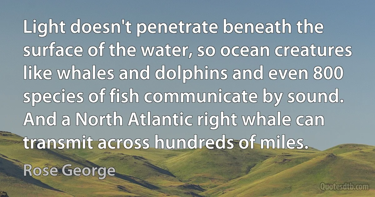 Light doesn't penetrate beneath the surface of the water, so ocean creatures like whales and dolphins and even 800 species of fish communicate by sound. And a North Atlantic right whale can transmit across hundreds of miles. (Rose George)