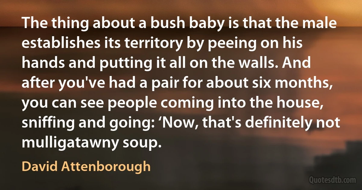 The thing about a bush baby is that the male establishes its territory by peeing on his hands and putting it all on the walls. And after you've had a pair for about six months, you can see people coming into the house, sniffing and going: ‘Now, that's definitely not mulligatawny soup. (David Attenborough)