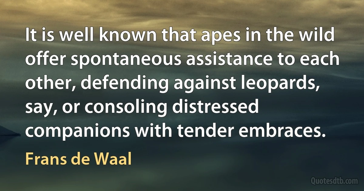 It is well known that apes in the wild offer spontaneous assistance to each other, defending against leopards, say, or consoling distressed companions with tender embraces. (Frans de Waal)