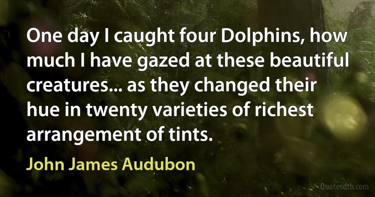 One day I caught four Dolphins, how much I have gazed at these beautiful creatures... as they changed their hue in twenty varieties of richest arrangement of tints. (John James Audubon)