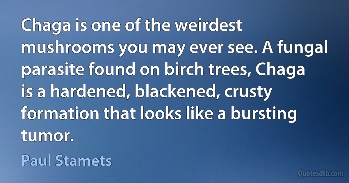 Chaga is one of the weirdest mushrooms you may ever see. A fungal parasite found on birch trees, Chaga is a hardened, blackened, crusty formation that looks like a bursting tumor. (Paul Stamets)