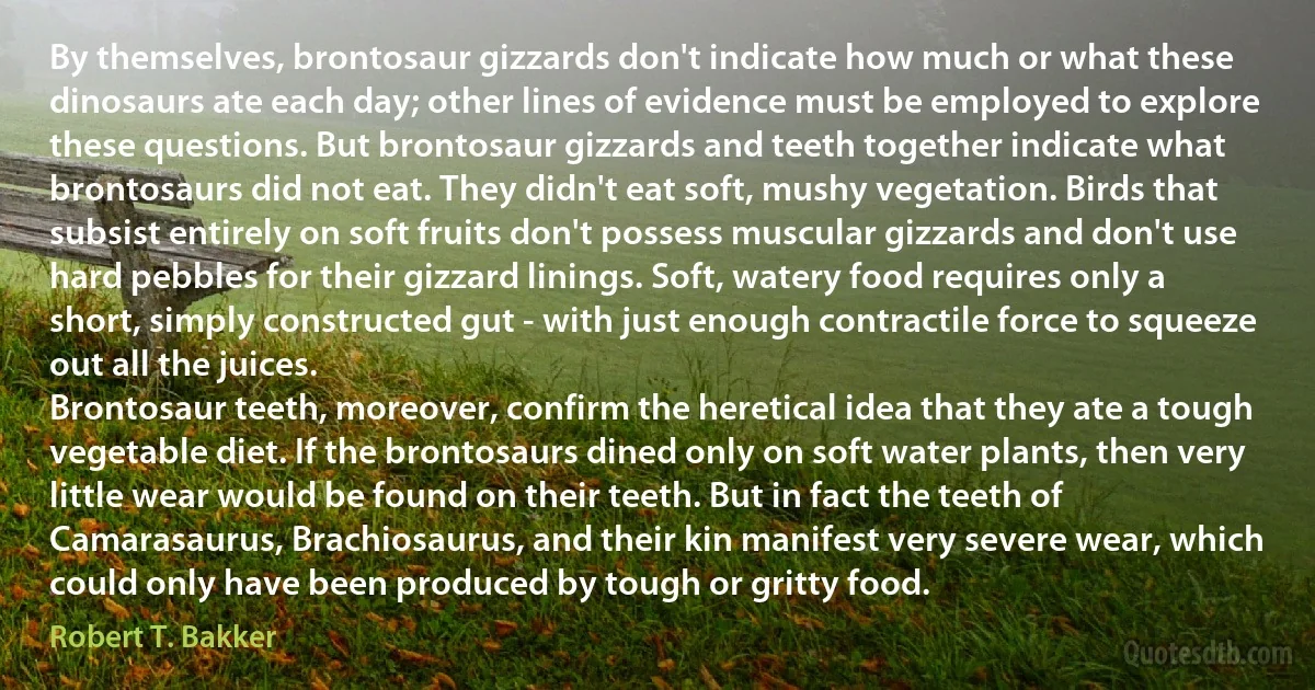 By themselves, brontosaur gizzards don't indicate how much or what these dinosaurs ate each day; other lines of evidence must be employed to explore these questions. But brontosaur gizzards and teeth together indicate what brontosaurs did not eat. They didn't eat soft, mushy vegetation. Birds that subsist entirely on soft fruits don't possess muscular gizzards and don't use hard pebbles for their gizzard linings. Soft, watery food requires only a short, simply constructed gut - with just enough contractile force to squeeze out all the juices.
Brontosaur teeth, moreover, confirm the heretical idea that they ate a tough vegetable diet. If the brontosaurs dined only on soft water plants, then very little wear would be found on their teeth. But in fact the teeth of Camarasaurus, Brachiosaurus, and their kin manifest very severe wear, which could only have been produced by tough or gritty food. (Robert T. Bakker)