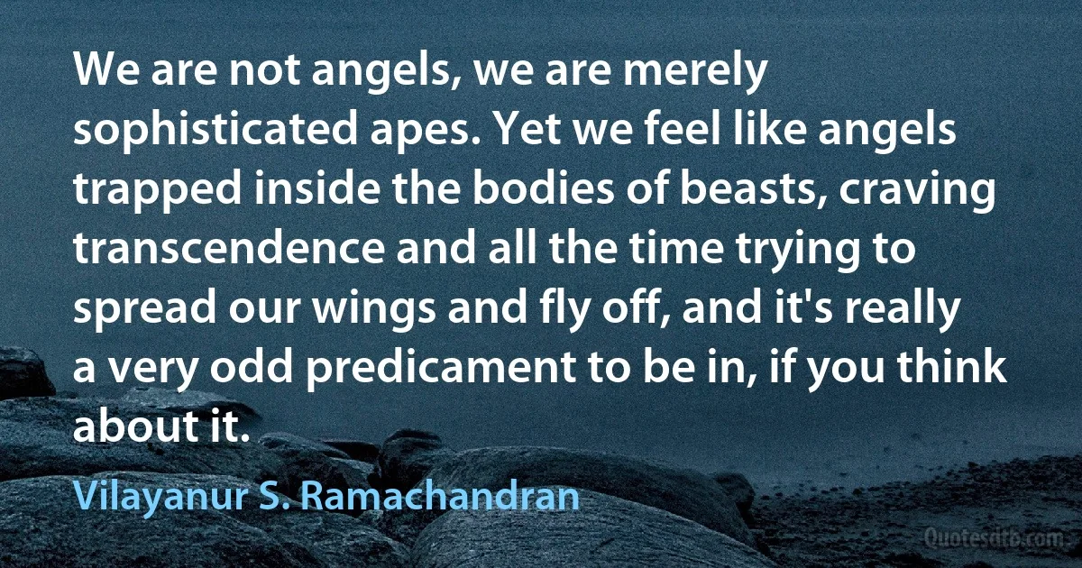 We are not angels, we are merely sophisticated apes. Yet we feel like angels trapped inside the bodies of beasts, craving transcendence and all the time trying to spread our wings and fly off, and it's really a very odd predicament to be in, if you think about it. (Vilayanur S. Ramachandran)